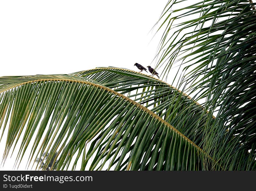 Two birds sitting on the coconut branch in an early morning