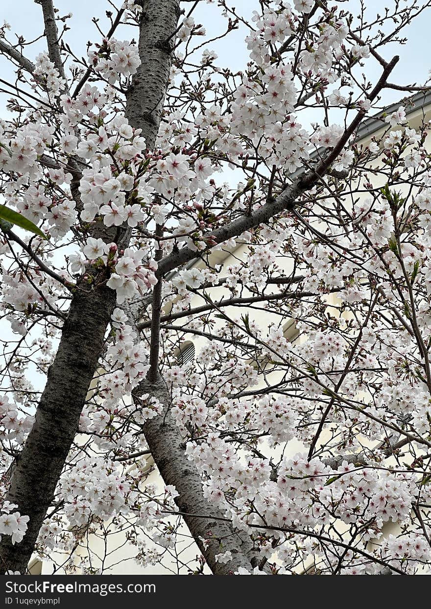 beautiful Spring in Japan YEAH