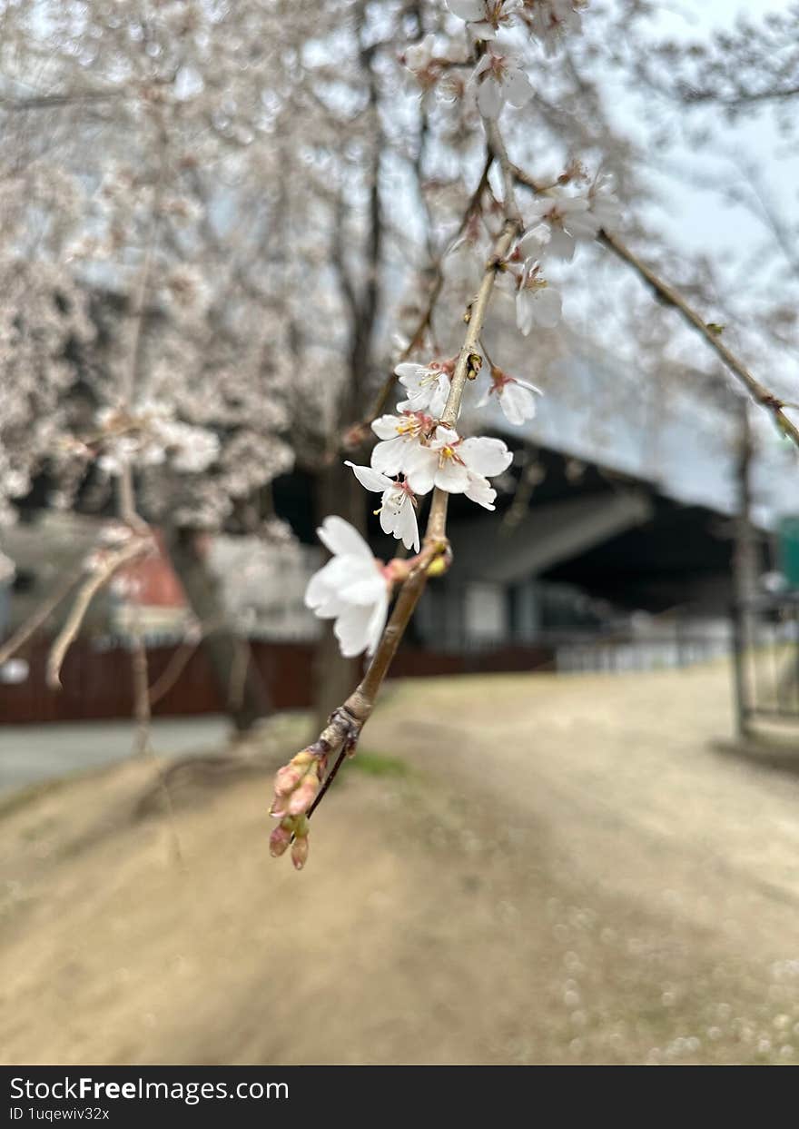 beautiful Spring in Japan YEAH