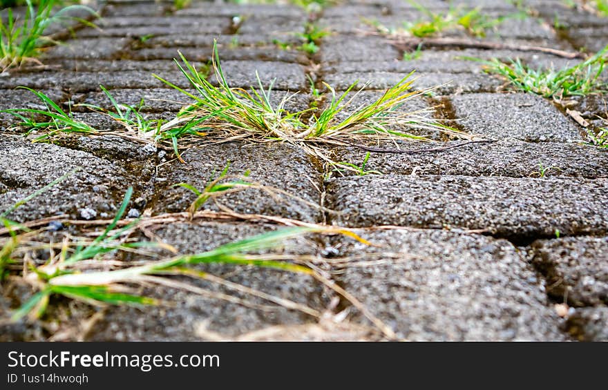 Grass grows between the paving blocks