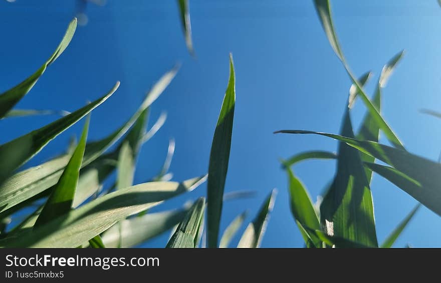 Green grass blades growing upward against blue sky. Macro shot with shallow depth of field. Nature background and spring season concept
