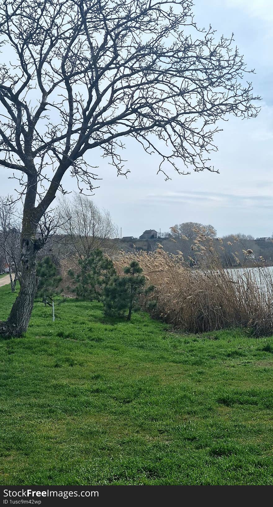 Leafless tree and green grass near lake with reeds under cloudy sky. Springtime landscape and rural nature concept