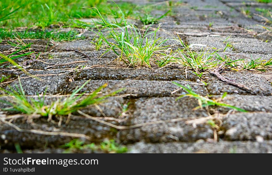 Grass grows between the paving blocks