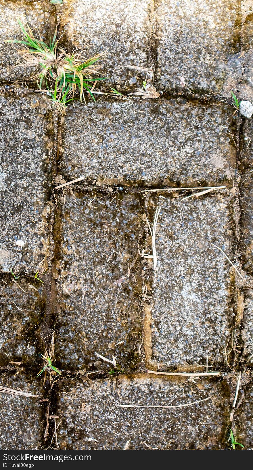 Grass grows between the paving blocks