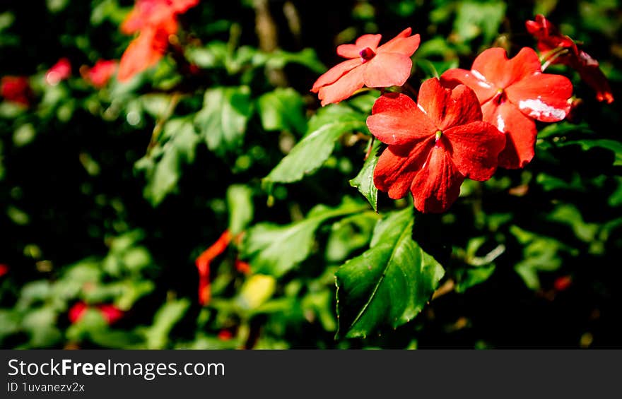 Nice And Beautiful Impatiens Walleriana Flowers