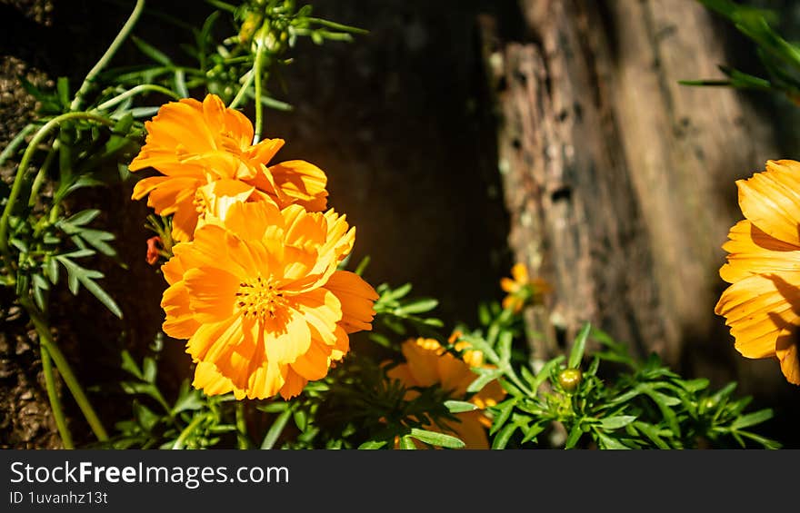 The Beautiful Cosmos Sulphureus Flowers Are Golden Yellow