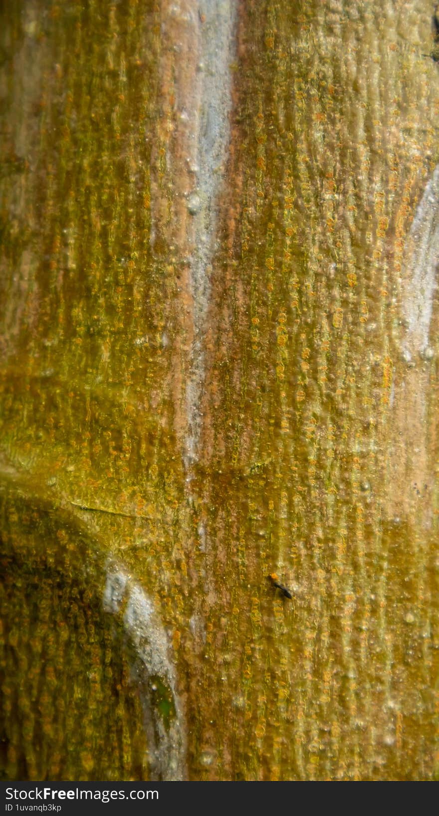Papaya Tree Texture As Background