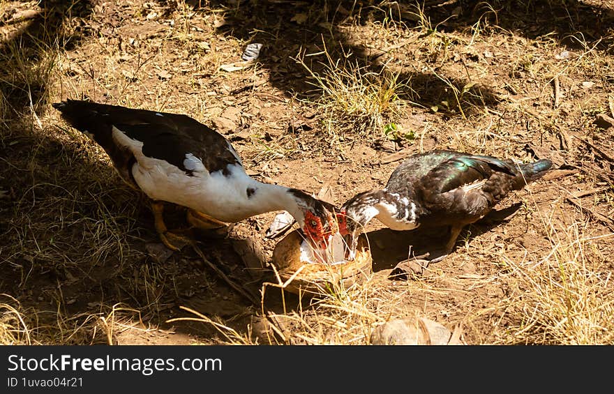 chickens and ducks eating in the garden. chickens and ducks eating in the garden
