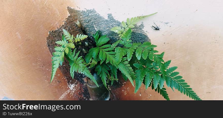 A Clump Of Wild Ferns Growing On A Water Pipe In An Old House