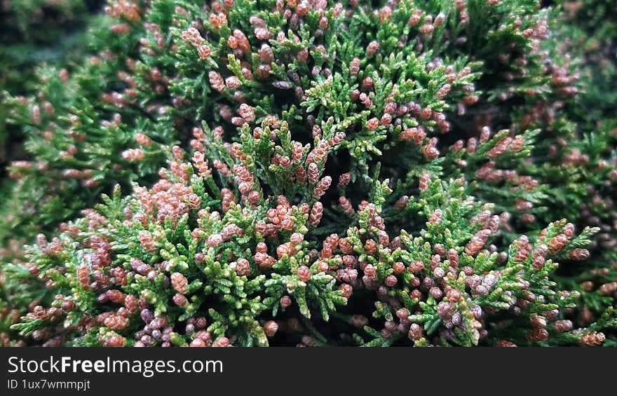 green branch of thuja.  green needles.  green bush thuja.  bush thuja in the spring