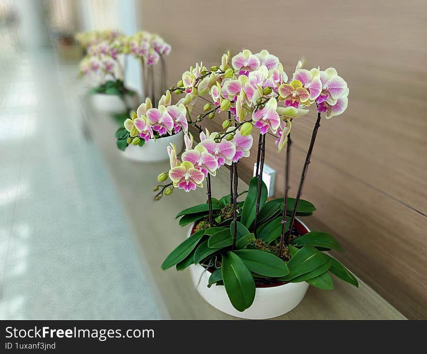 Beautiful orchid flowers at South Korean Airport