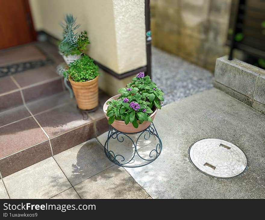 Beautiful Flowers in front of the house entrance
