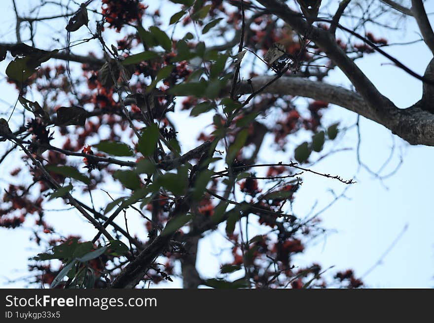 The Butea monosperma, commonly known as the Flame of the Forest or Palash tree. It is native to the Indian subcontinent and is recognized for its vibrant orange-red flowers that bloom in the spring.