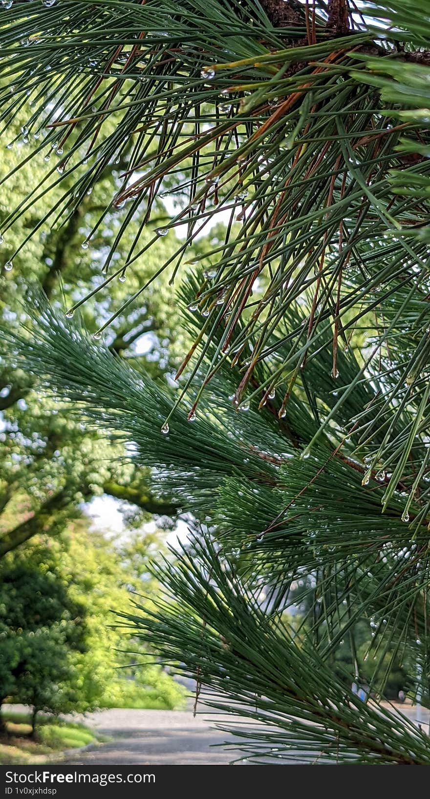 Close-up of a fresh green tree branch after rain, with sparkling droplets and rich textures, evoking a clean, refreshing forest mo