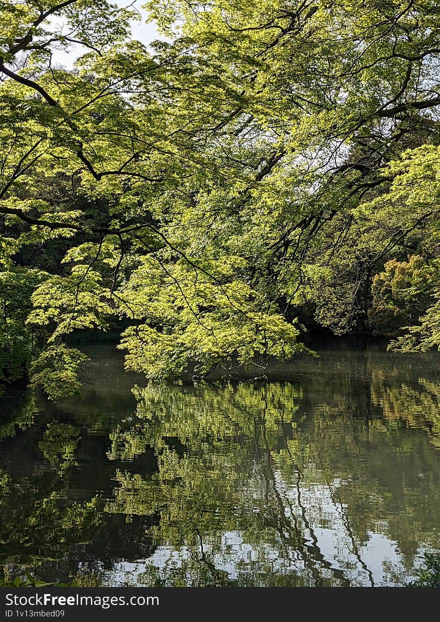 A calm lake surface reflects the vibrant greenery of surrounding tree foliage. A peaceful natural scene with balance and mirror-li