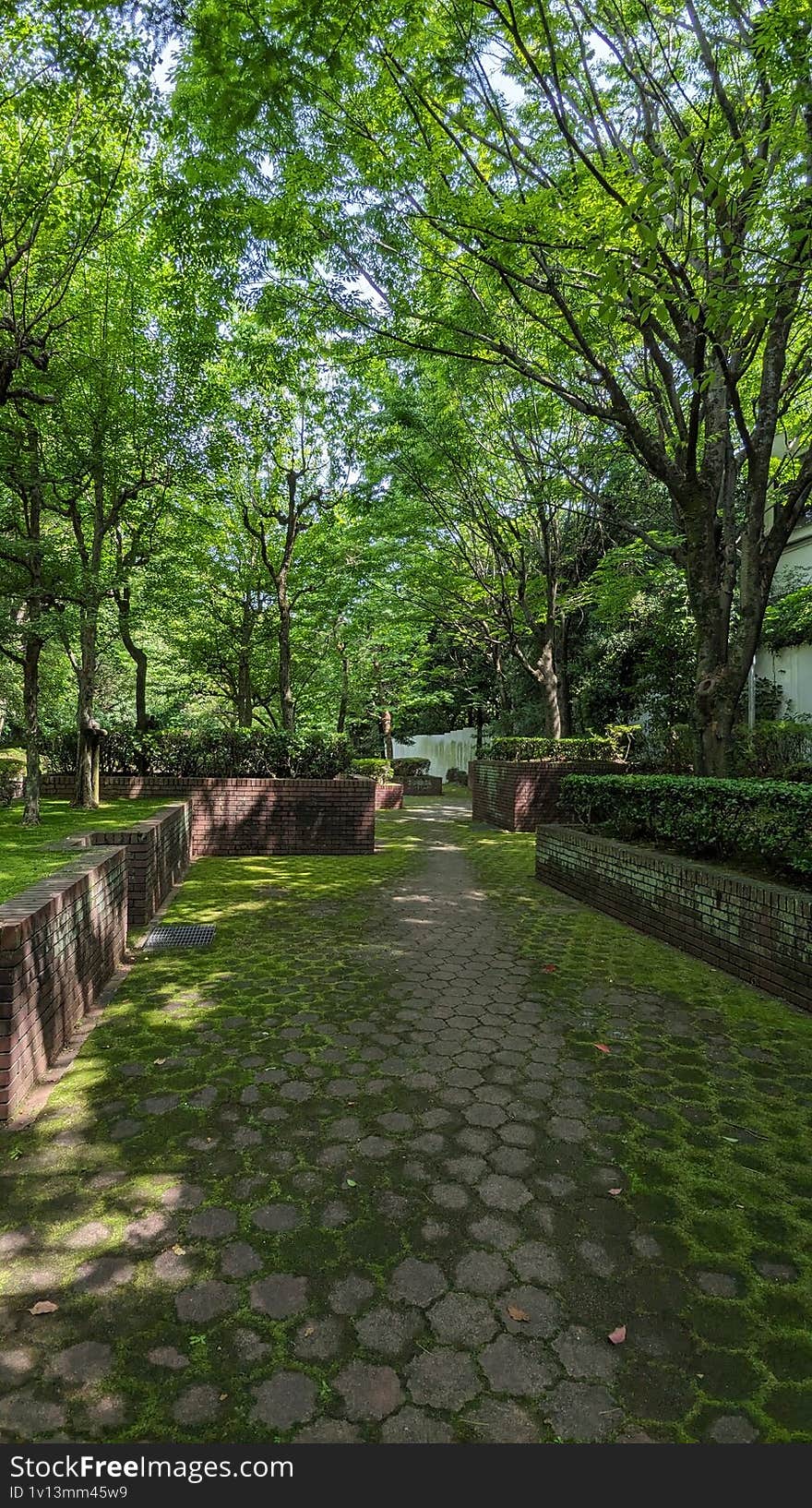 A sunlit park path framed by leafy green trees and moss-covered stone. A perfect blend of nature and structure, inviting quiet wal
