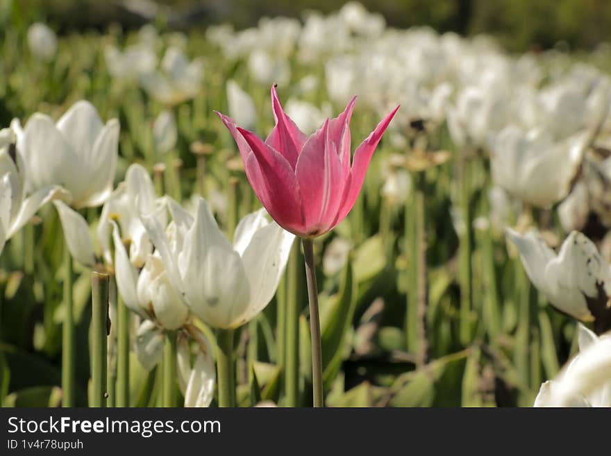 Pink tulip surrounded by white tulip flowers in field