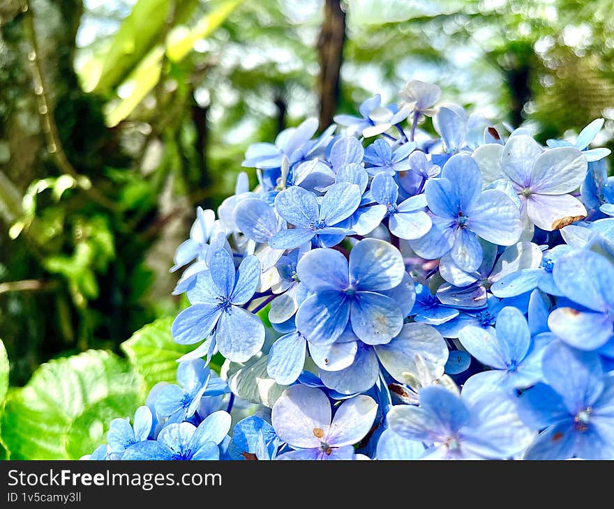 Beautiful hydrangea bush flower in the garden