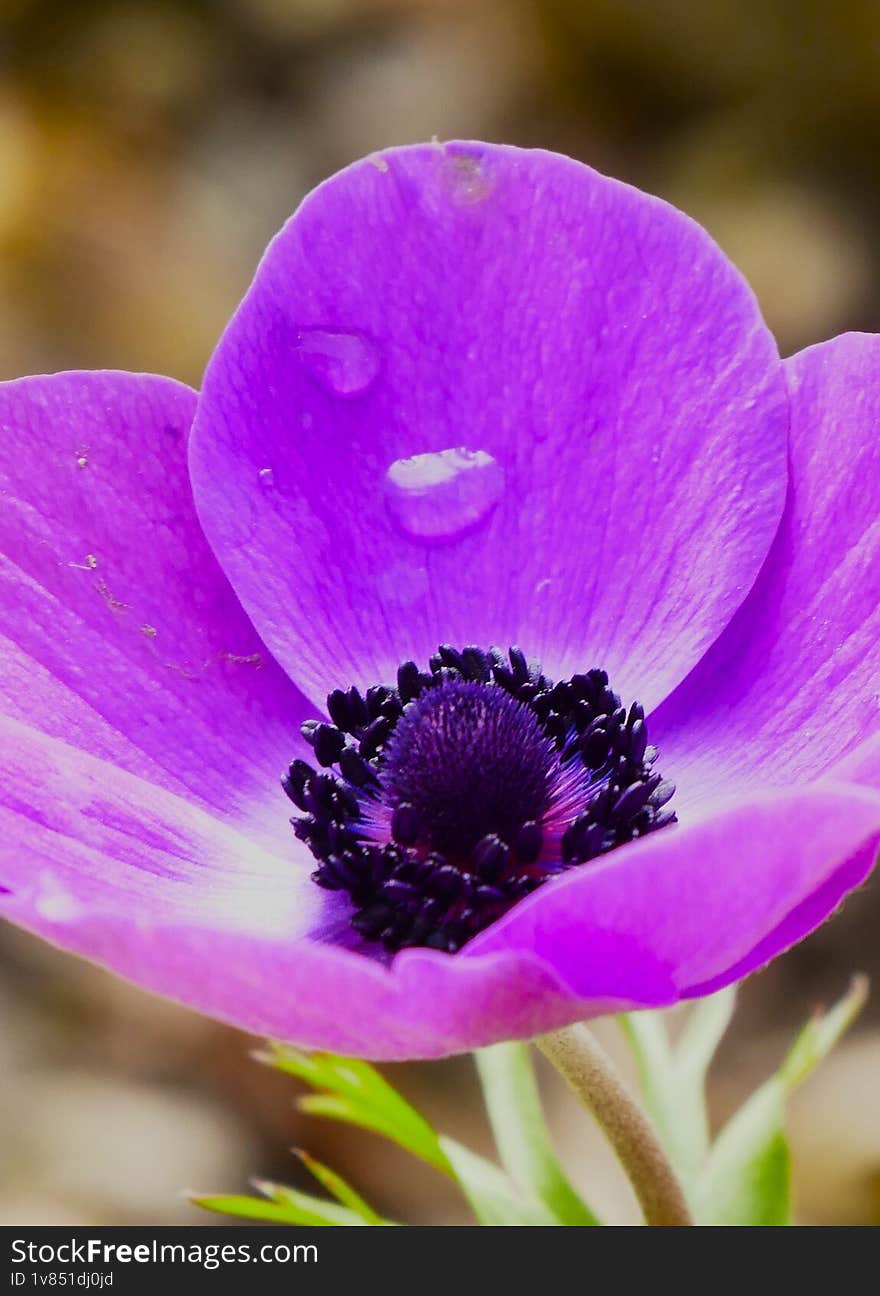 Beautiful purple flower with open petals and waterdrops
