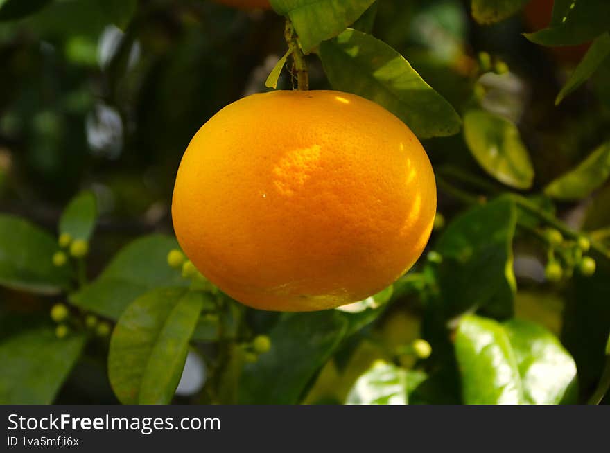 Orange on the tree.