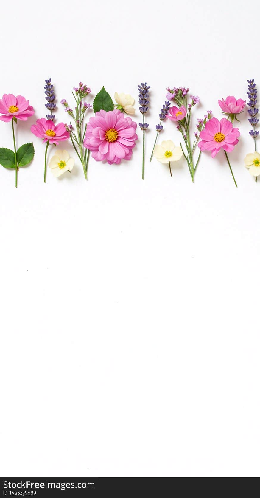 A row of assorted flowers displayed against a white background. The arrangement includes pink cosmos (Cosmos bipinnatus), purple lavender sprigs (Lavandula), and small white flowers, possibly anemones (Anemone spp.). The flowers are spaced evenly, showcasing their delicate petals and vibrant colors, with green leaves interspersed. This minimalist composition emphasizes the natural beauty and variety of the blooms.