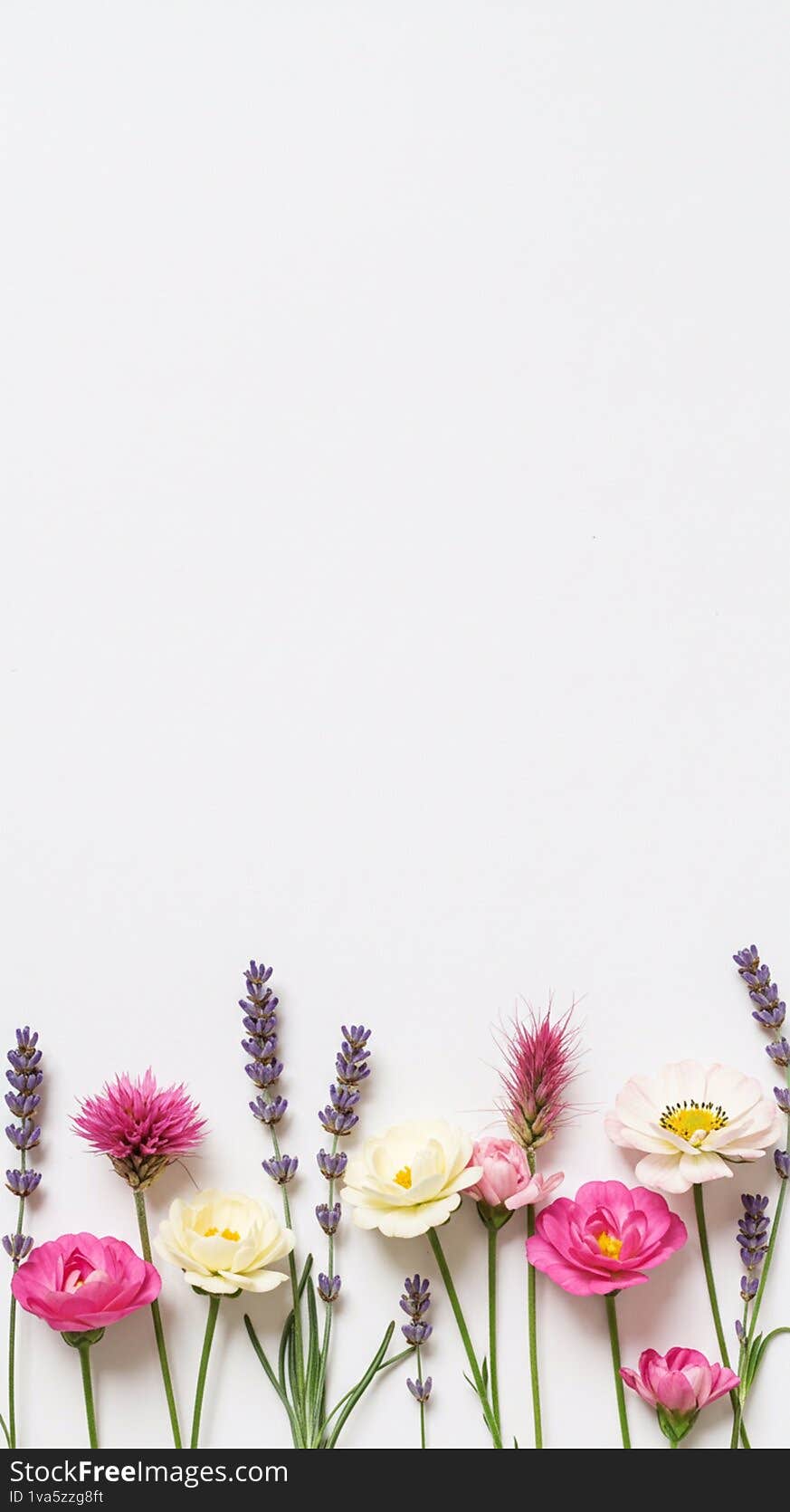 A row of flowers is arranged at the bottom of a white background. The assortment includes purple lavender (Lavandula), pink and white ranunculus (Ranunculus asiaticus), and a pink thistle-like flower, possibly globe amaranth (Gomphrena globosa). The flowers vary in height and are shown with green stems and small leaves, creating a colorful and natural border effect. The composition highlights the delicate textures and vibrant colors of the blooms against a minimalistic backdrop.