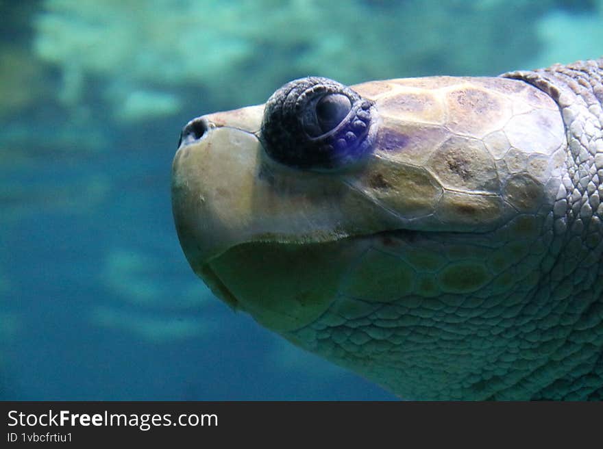Turtle head in an aquarium.