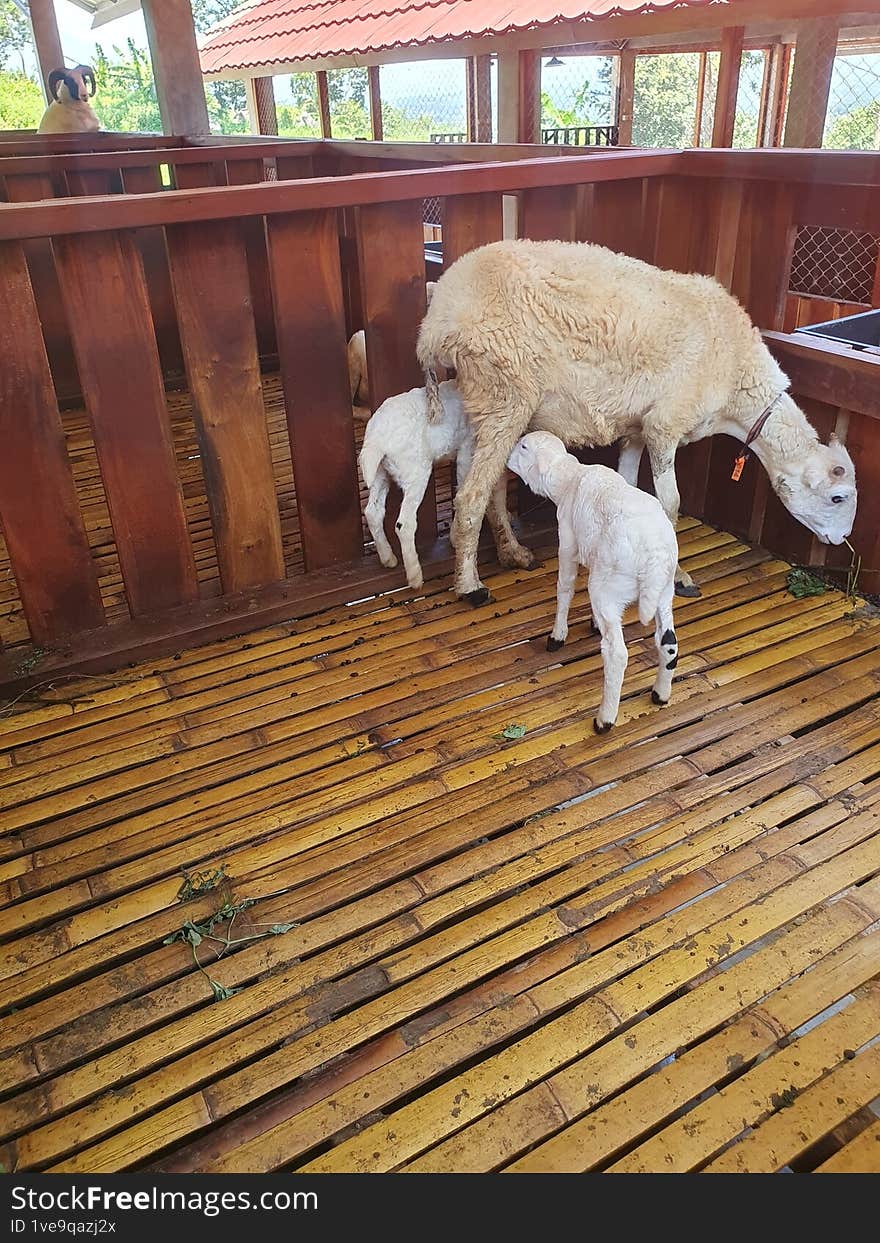 natural goat feeding her baby at the farmer
