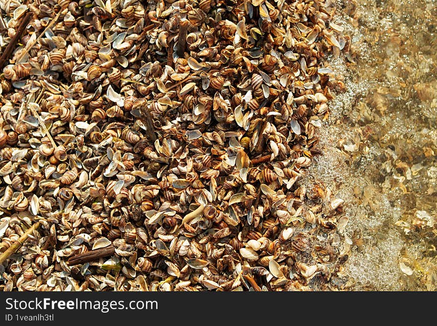 Shells on the shore. Beach of shells. Sea coast.