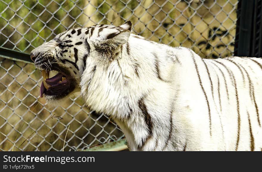 A Bengal tiger roaring in a Zoo