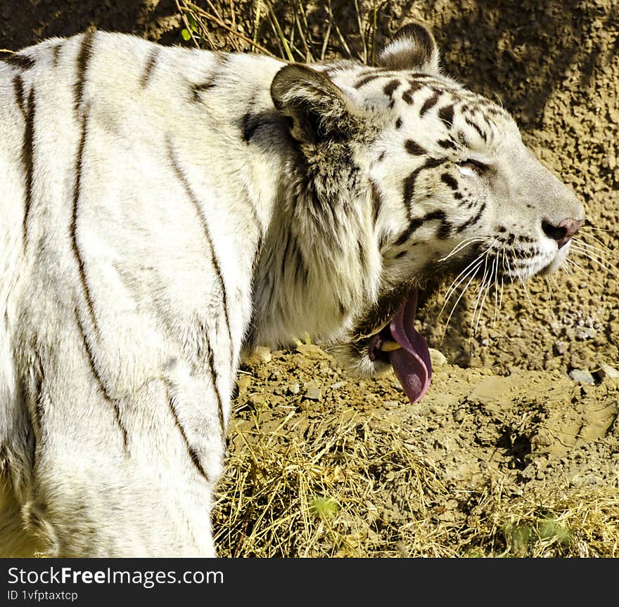 A Bengal tiger roaring in a jungle