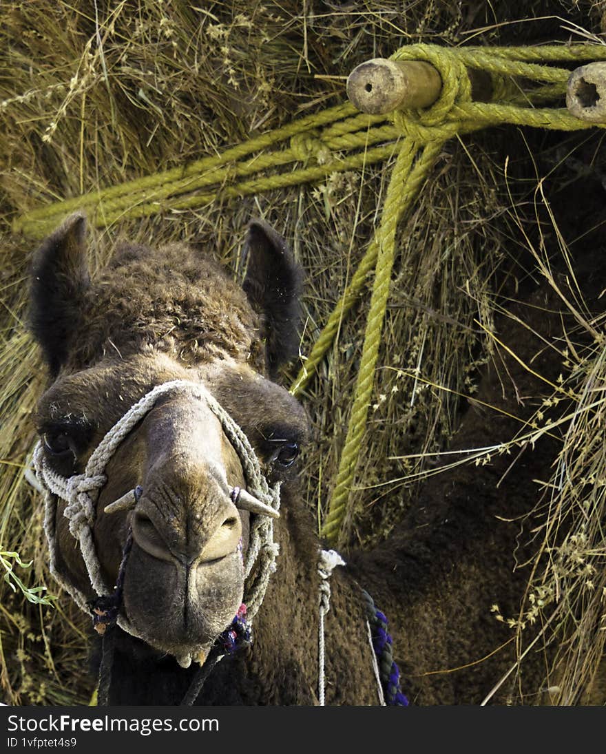 A camel carrying grass bushel in a forect
