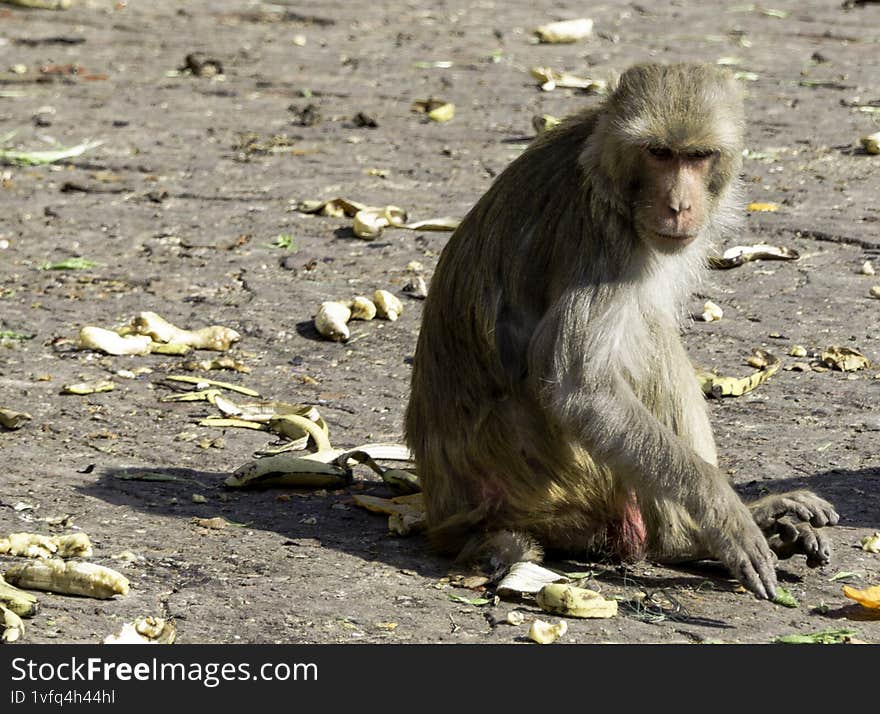 A lone langur monkey sitting on ground