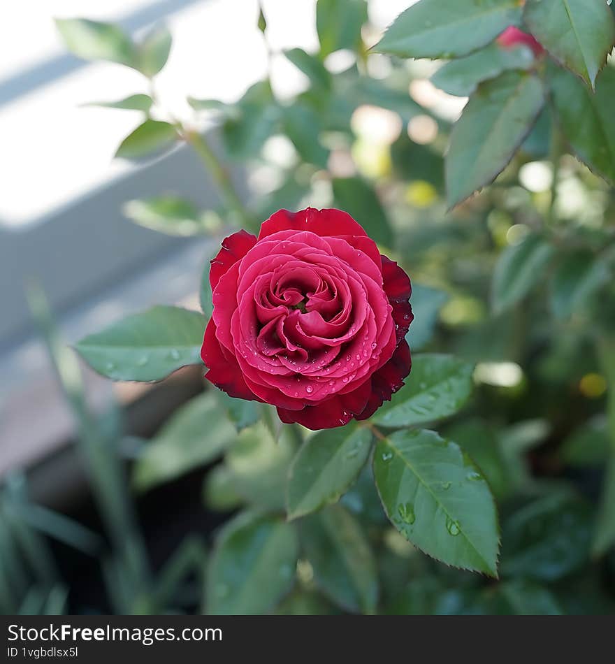 Vibrant crimson rose blooming in sunlight surrounded by lush green foliage and dewdrops
