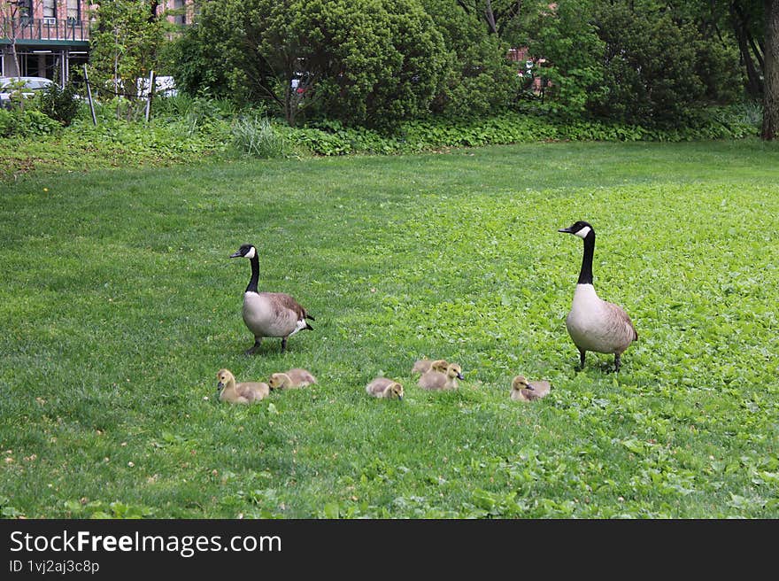 in this photo we see two Canadian Geese with six goslings.The goslings are seated on the grass as the parents keep guard.This is the Hudson River Park in New York City. in this photo we see two Canadian Geese with six goslings.The goslings are seated on the grass as the parents keep guard.This is the Hudson River Park in New York City.