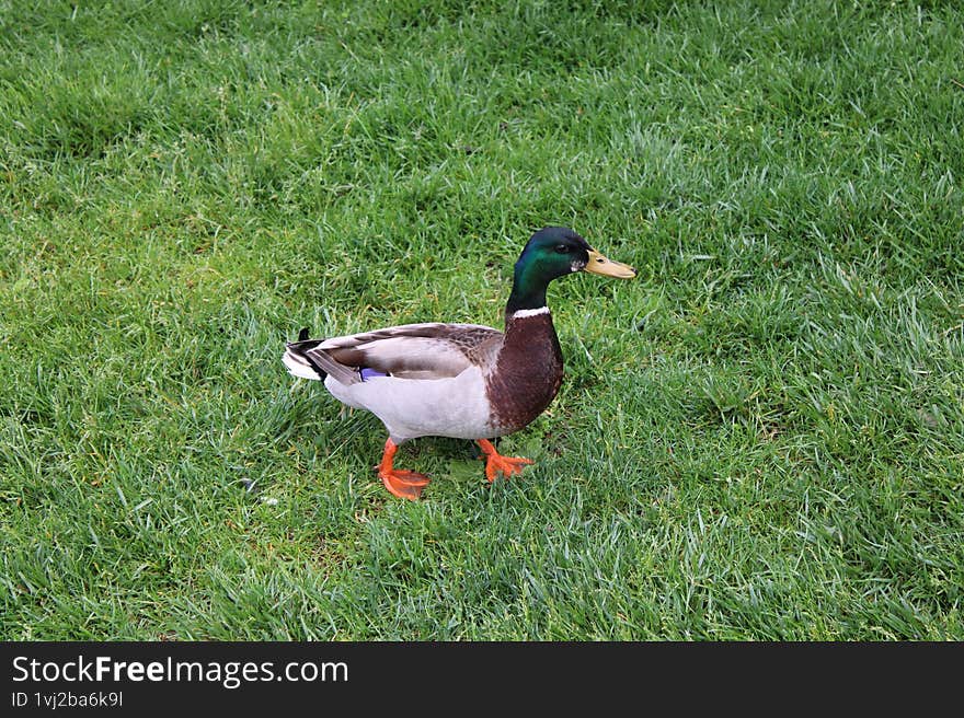 This Mallard duck is standing by himself, he is at the Hudson River Park, in New York City,New York. This Mallard duck is standing by himself, he is at the Hudson River Park, in New York City,New York.