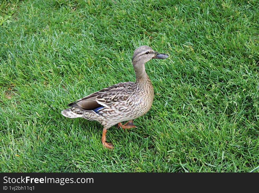 This is a female mallard duck, she is standing on the green grass lawn, at the Hudson River Park in New York City, New York. This is a female mallard duck, she is standing on the green grass lawn, at the Hudson River Park in New York City, New York.