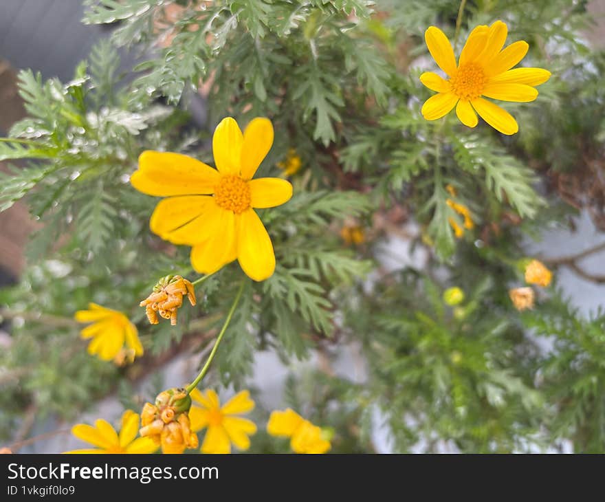 Yellow Grey-Leaved Euryops Flower