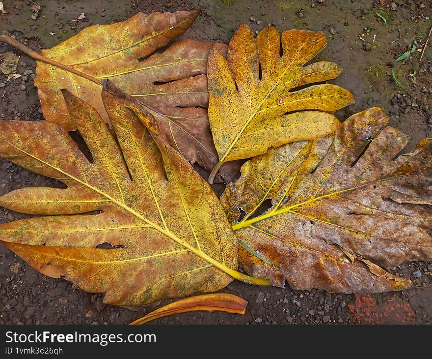 several breadfruit leaves scattered on the ground
