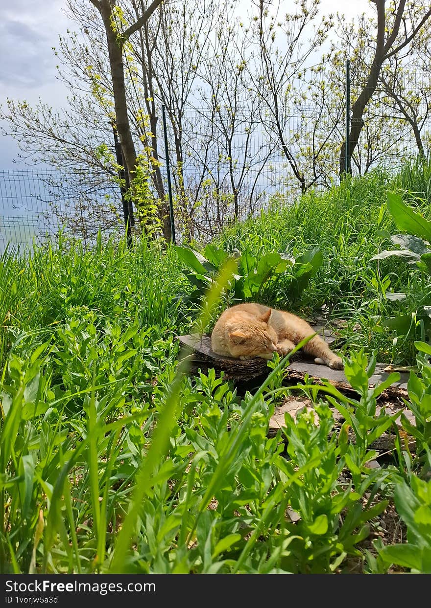 a red cat sleeps in the grass. sunny spring day. the animal sleeps sweetly among green grass and tall trees on a hill near the sea