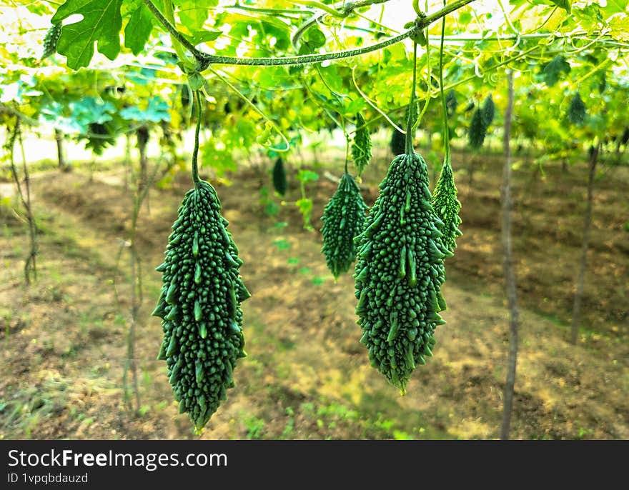 Fresh bitter gourds hanging from a rustic vine in a sunlit garden, showcasing vibrant green tropical vegetables ripe for harvest a