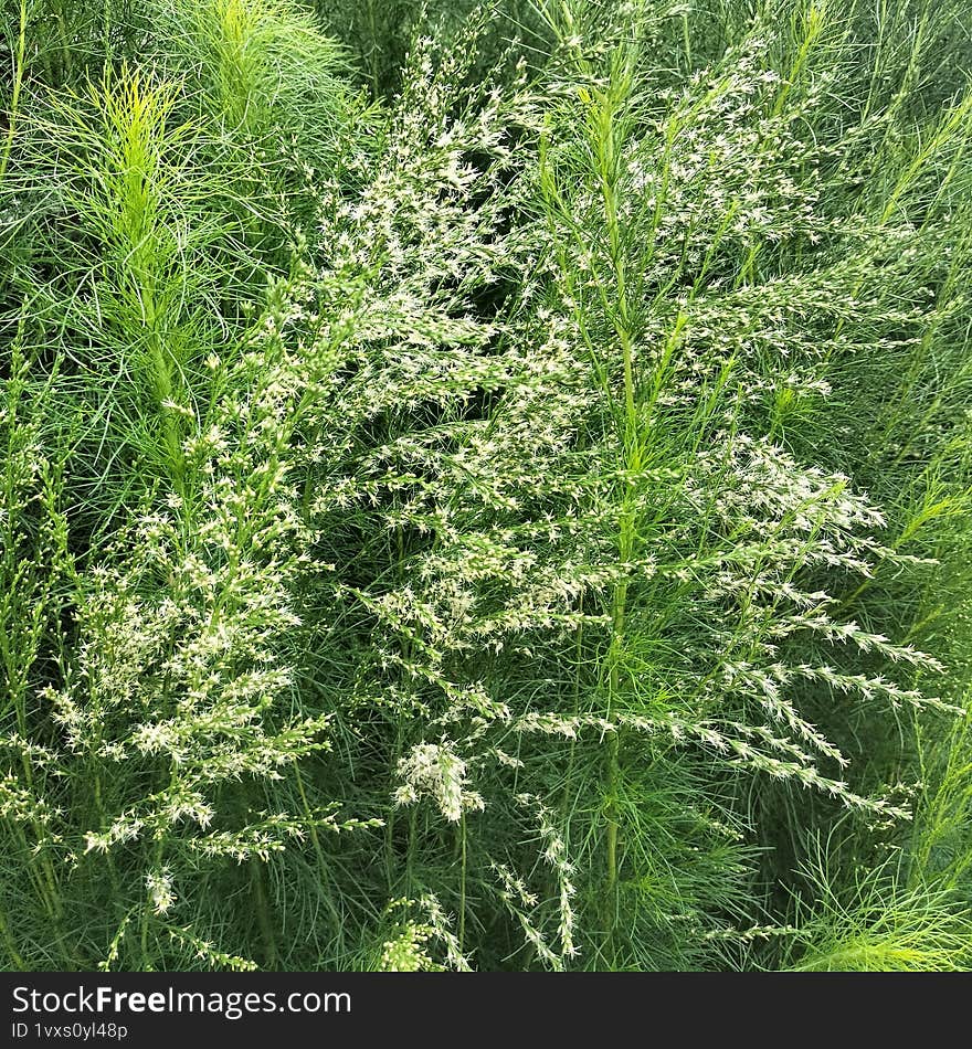 Eupatorium Capillifolium Has White Flowers