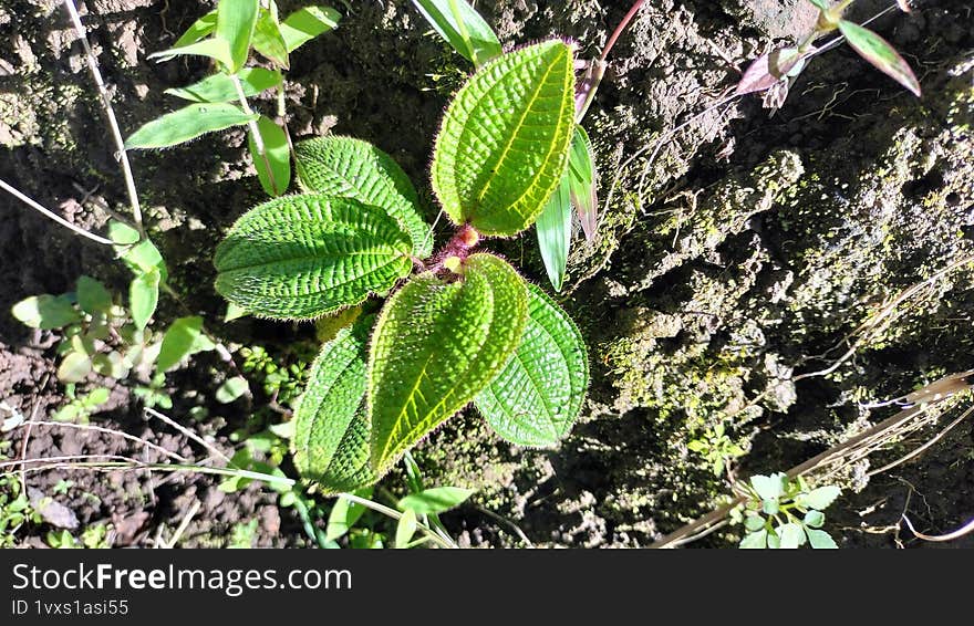 Climate Hirata Grows On Wet Tropical Soil