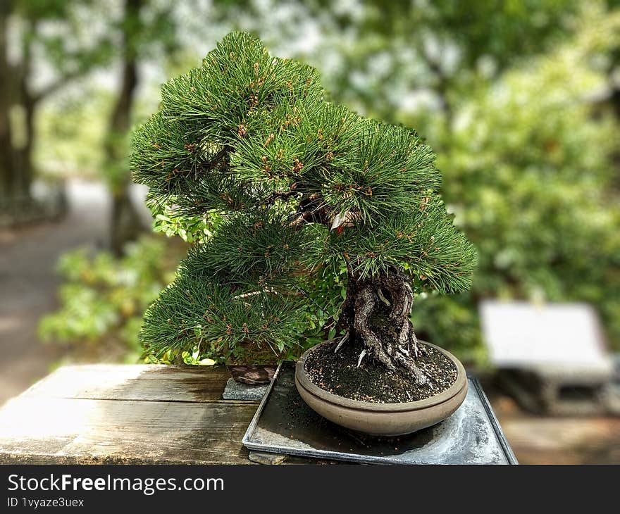 A beautiful bonsai tree is sold at Ritsurin garden Japan