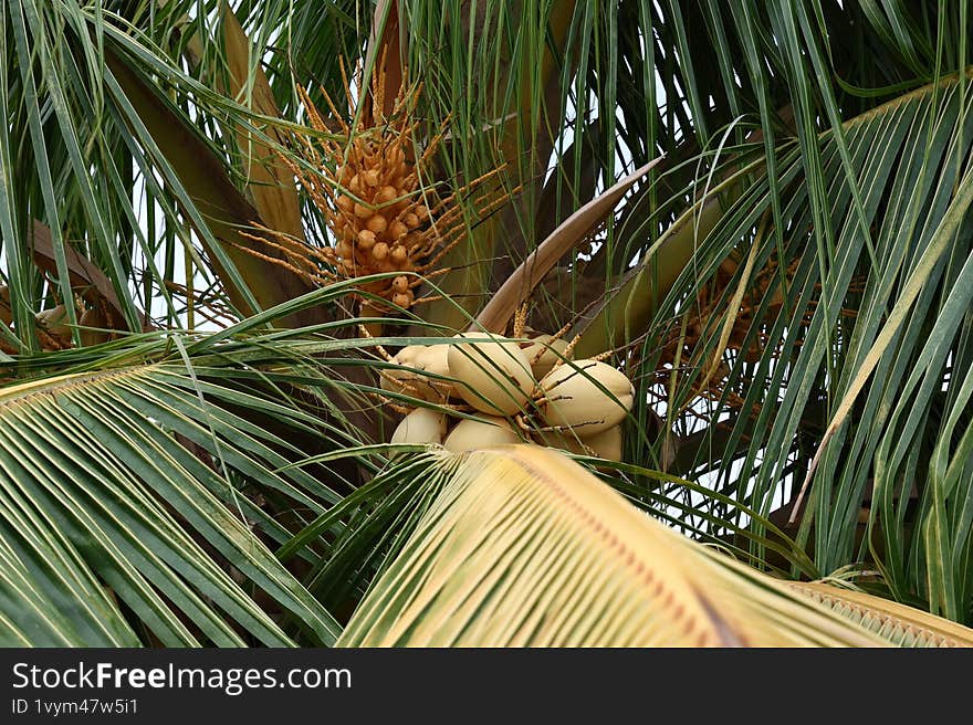 The very young coconuts above on the tree is about a months time to grow to get coconut water as a refreshing drink