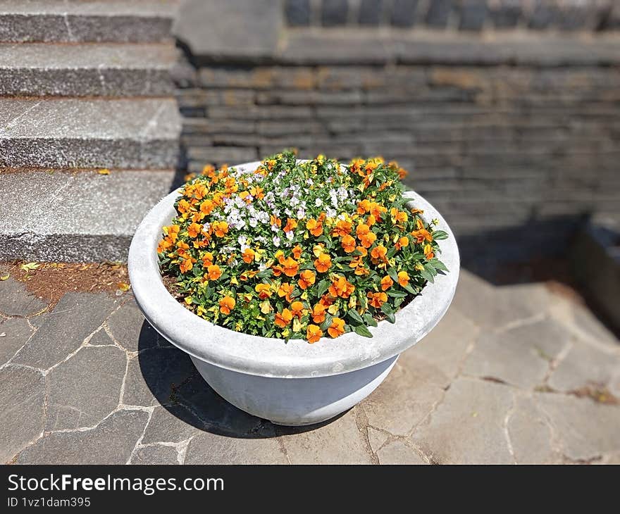 beautiful small flowers are blooming in a white round pot at the japanese public park.