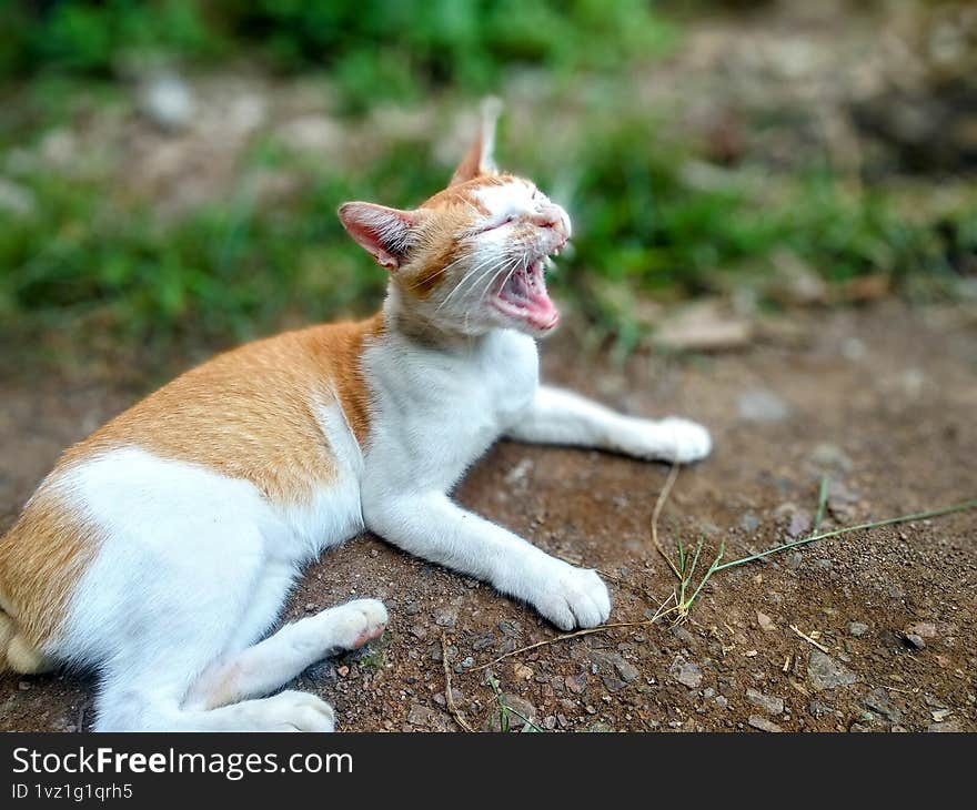 a cat looked so funnny with his mouth widely open as his sleepy style