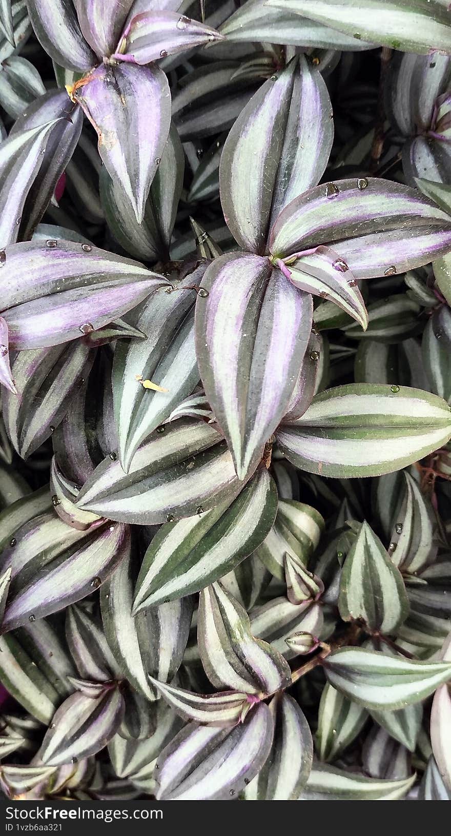 Zebrakraut Or Wandering Jew And Its Scientific Name Is Tradescantia Zebrina