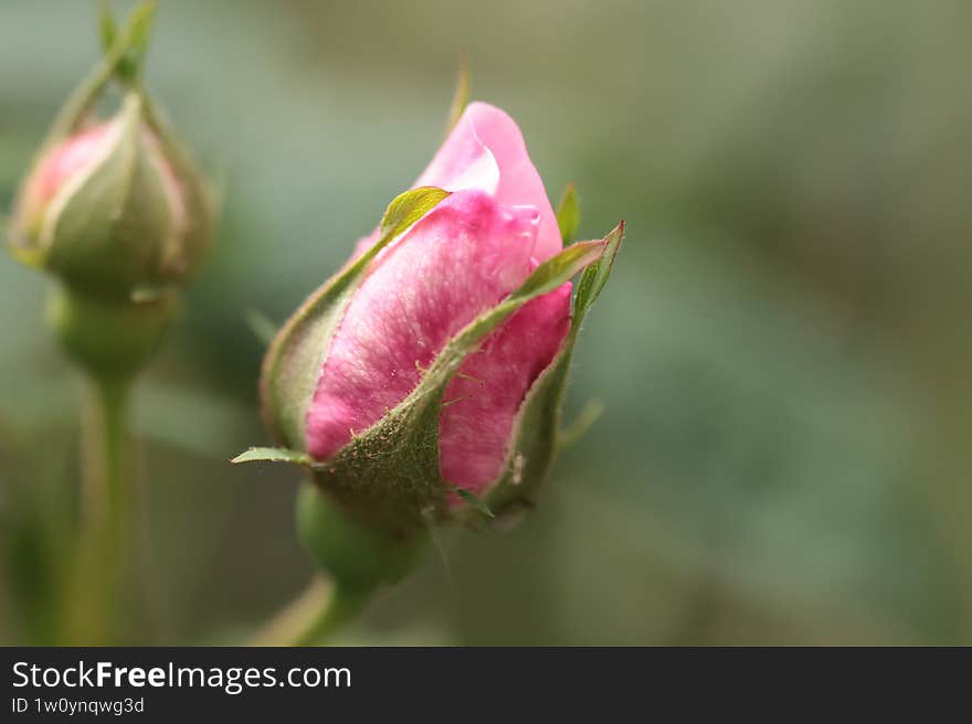 close up of bud pink rose flower on the green background