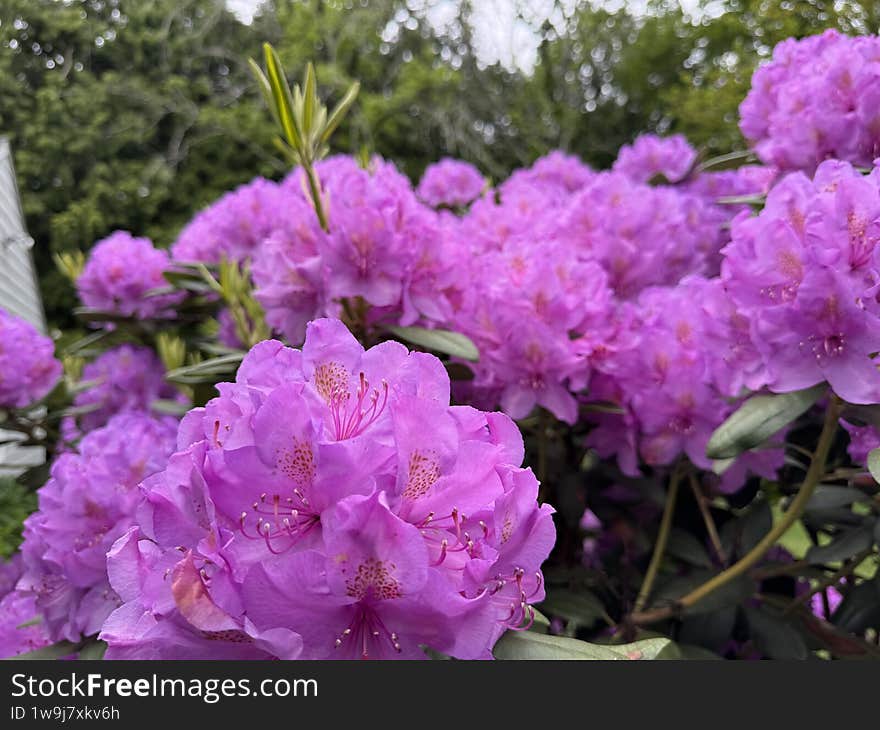 These flowers are from my backyard and they just finished flowering.